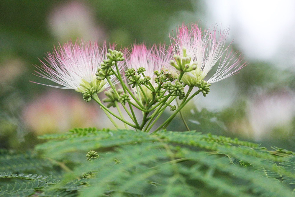 ネムノキの花アップ