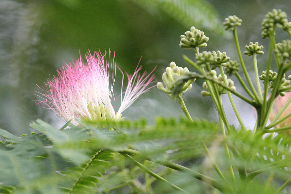 ネムノキの花とつぼみ