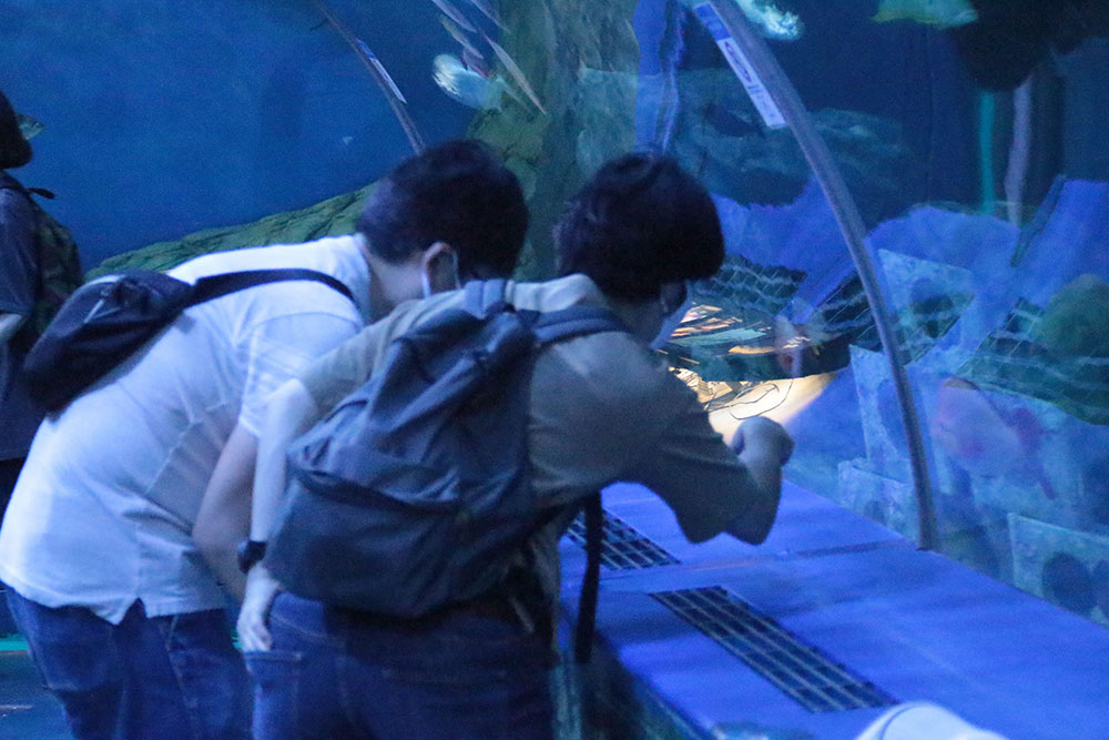 トンネル水槽の魚を見るカップル