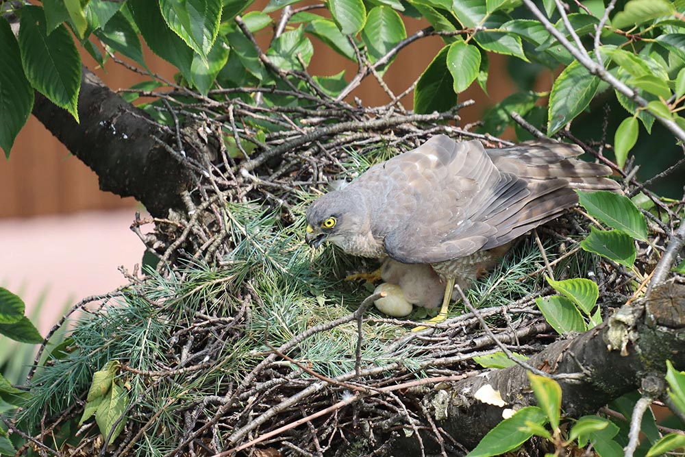 母鳥と雛と卵