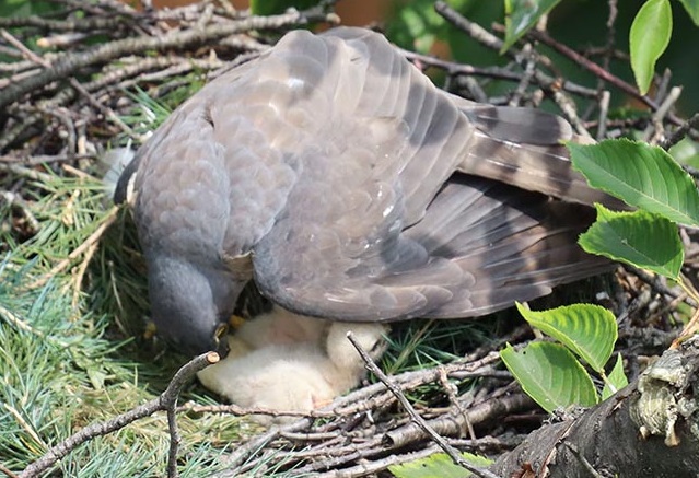 雛を抱える母鳥