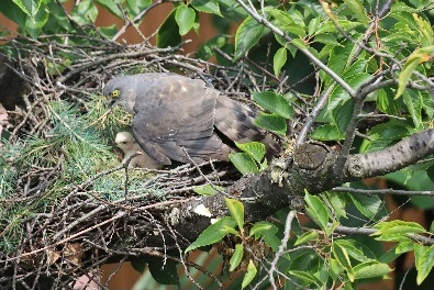 同じ方向を見る母鳥と雛鳥