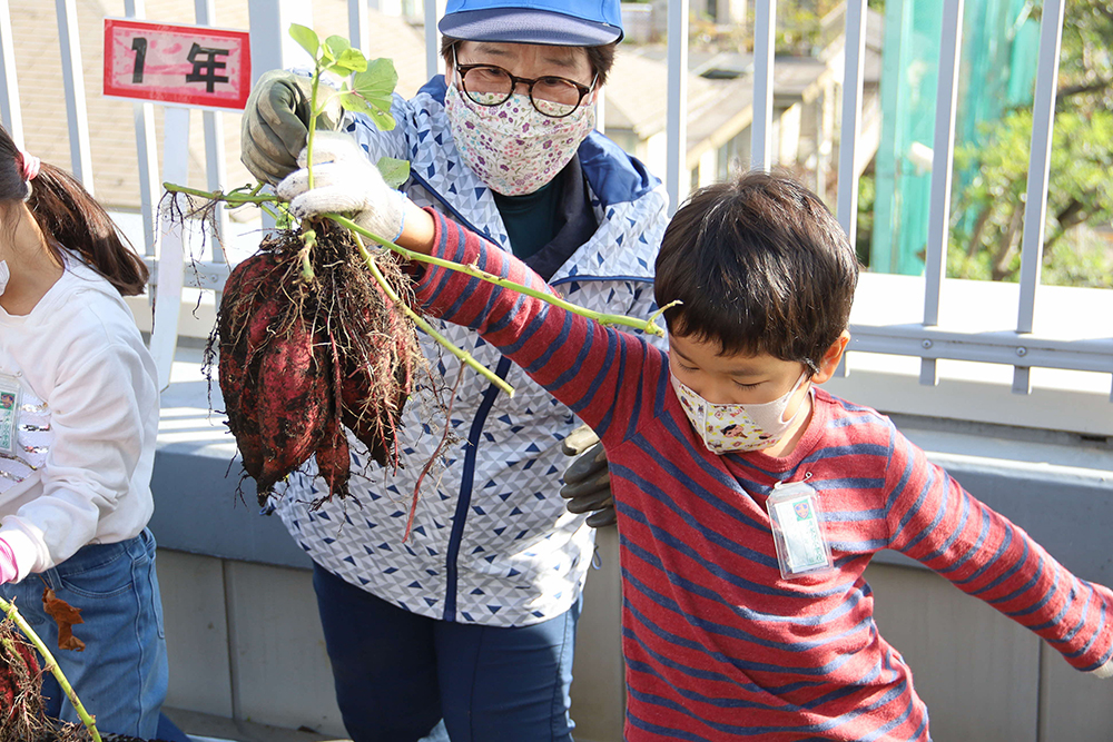 サツマイモを収穫した子ども