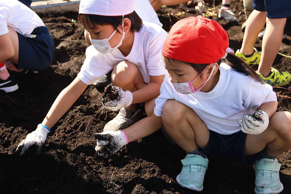 サツマイモを収穫する子どもたち