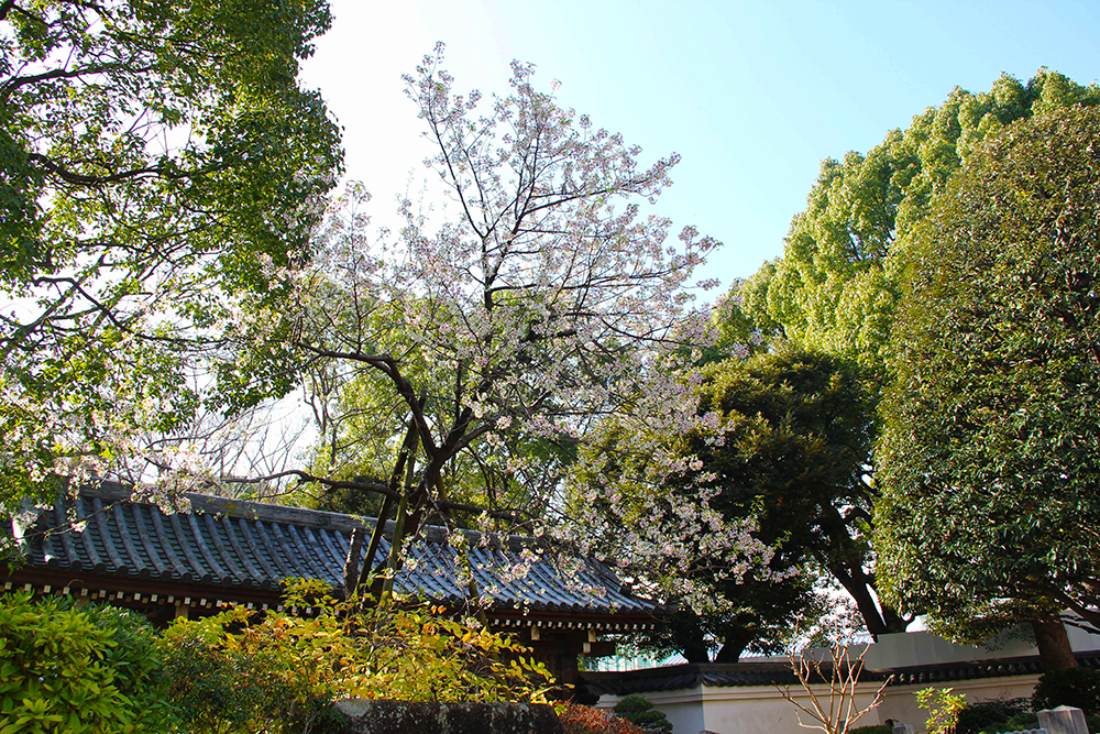 戸越公園のヒマラヤザクラ