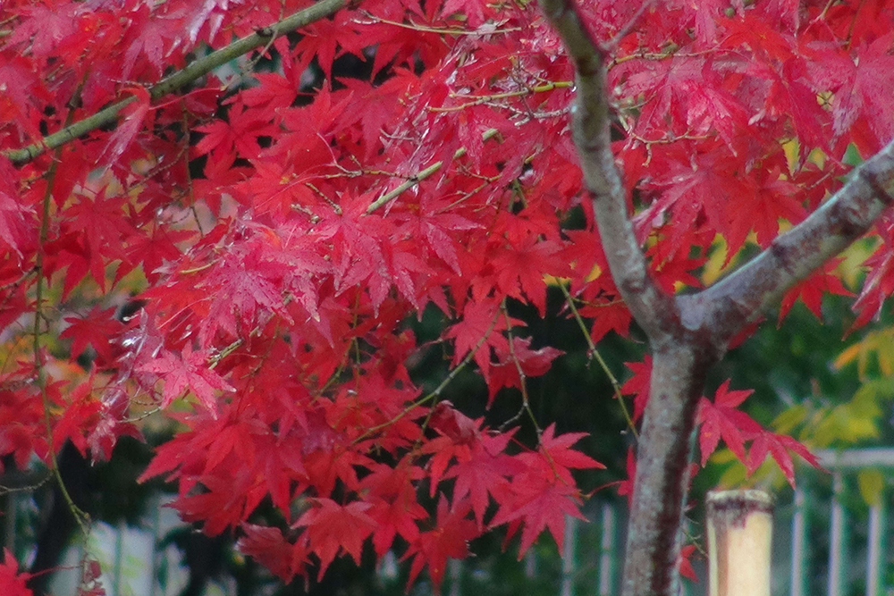 真紅のカエデ