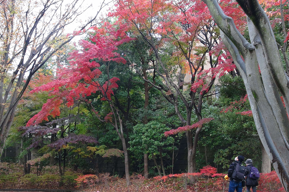 北側の紅葉