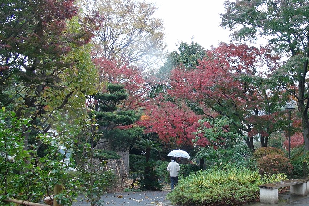 傘をさす男性と紅葉