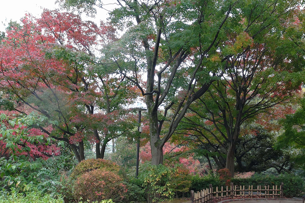 池を望む