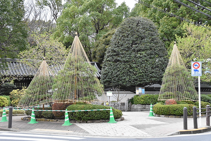 雪つりを施された3本のクロマツ