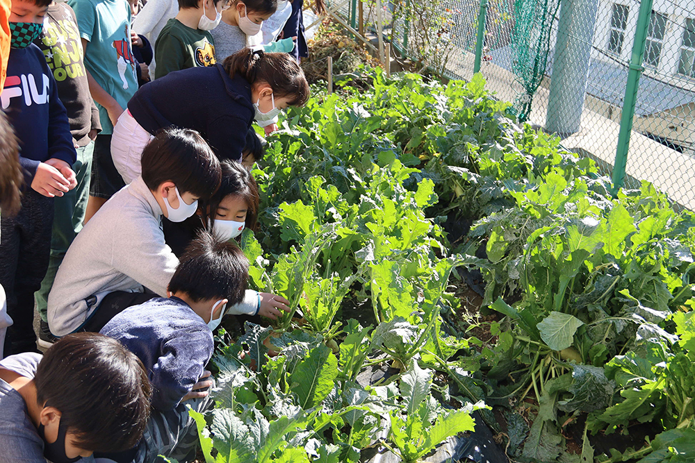 立派に育った品川カブを見る児童たち