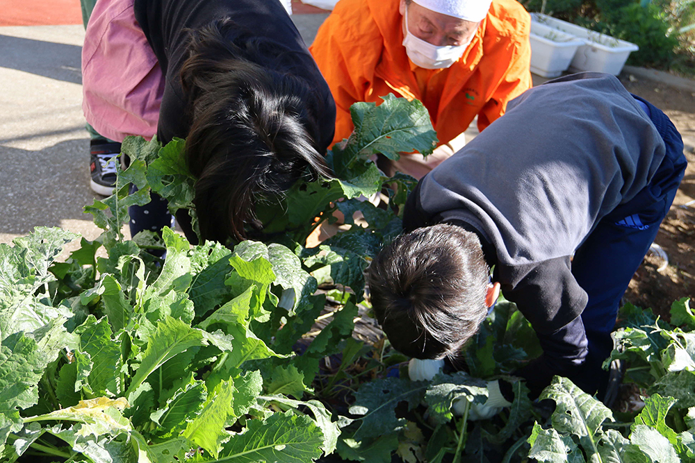 品川カブを収穫する児童