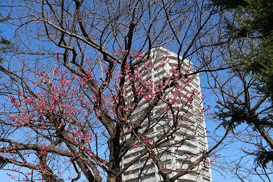 紅梅　マンションを背景に