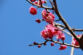 紅梅 花アップ
