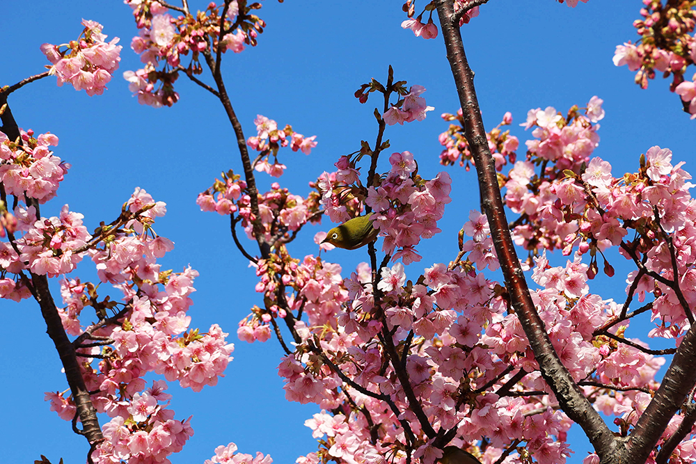 河津桜とメジロ