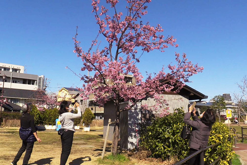 河津桜の写真を撮る人々