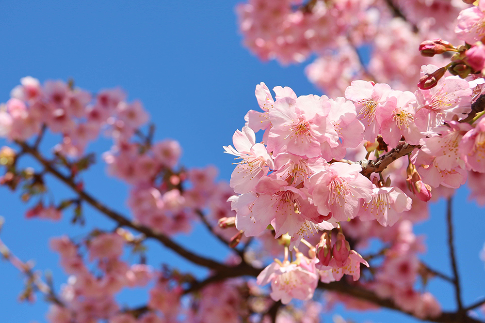 青空とピンクの花のコントラスト