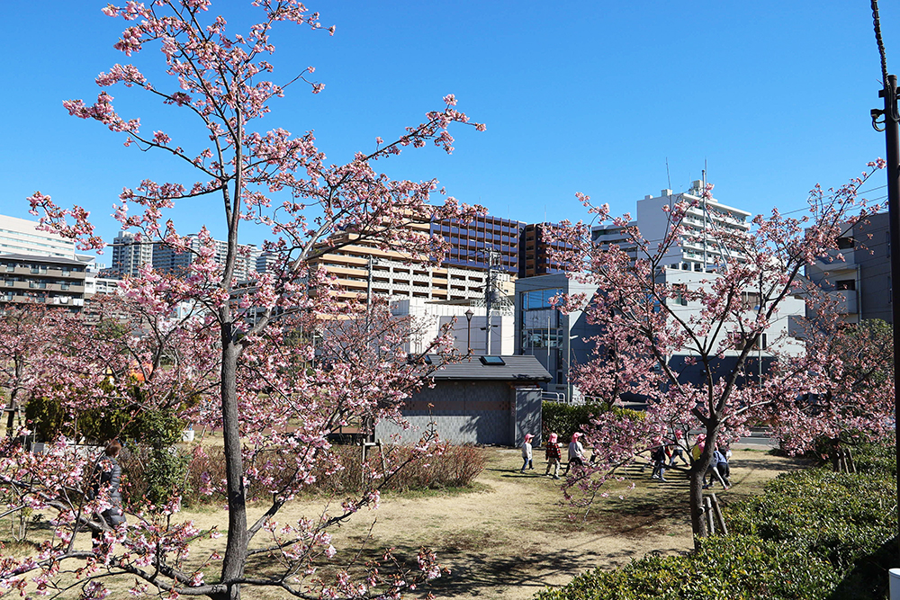 広場で遊ぶ園児と河津桜
