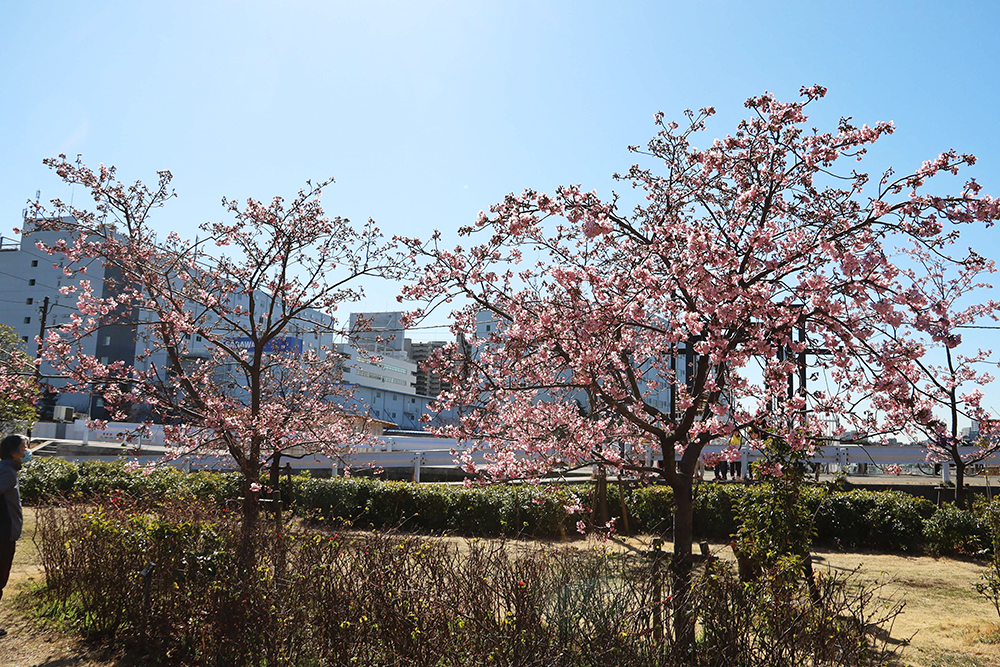 2本並んで咲き誇る河津桜