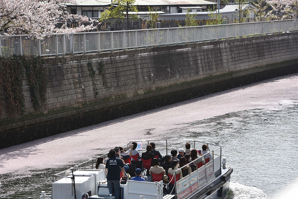 花見ボートと花筏