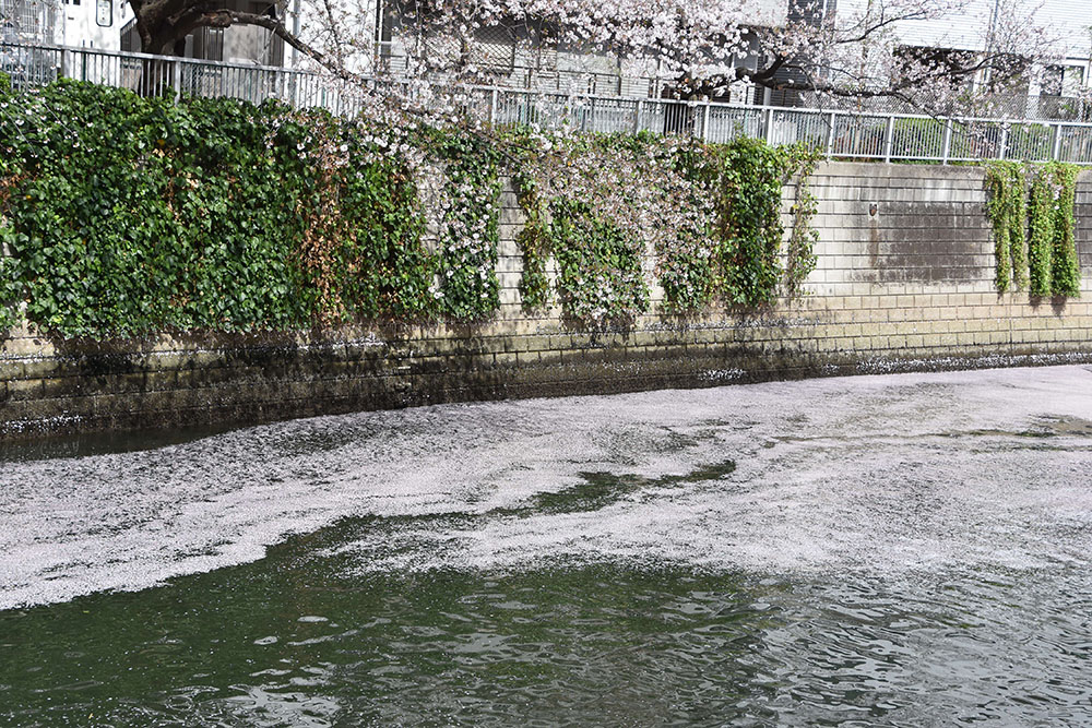 護岸の蔦と川面の花筏