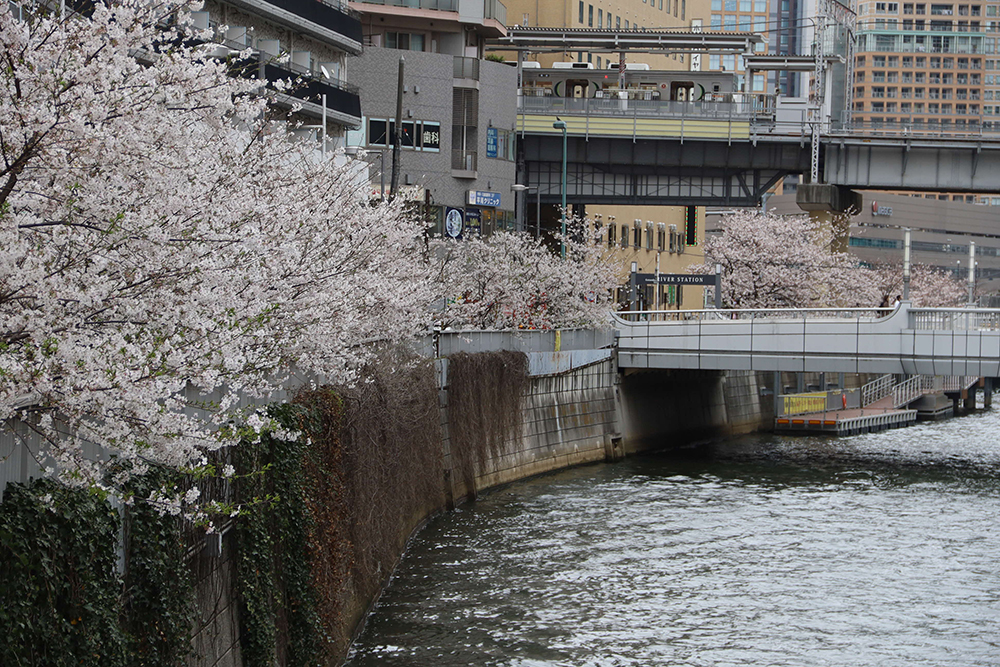 五反田防災桟橋と桜