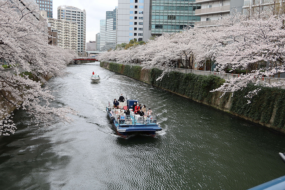 遊覧ボートと桜