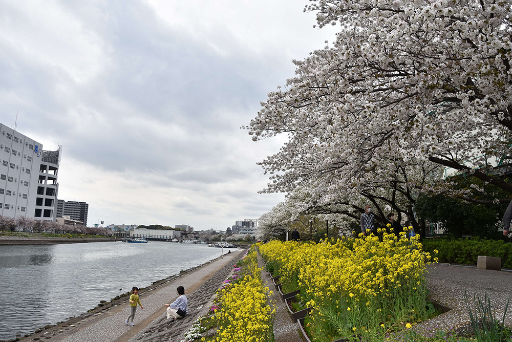 菜の花と大島桜