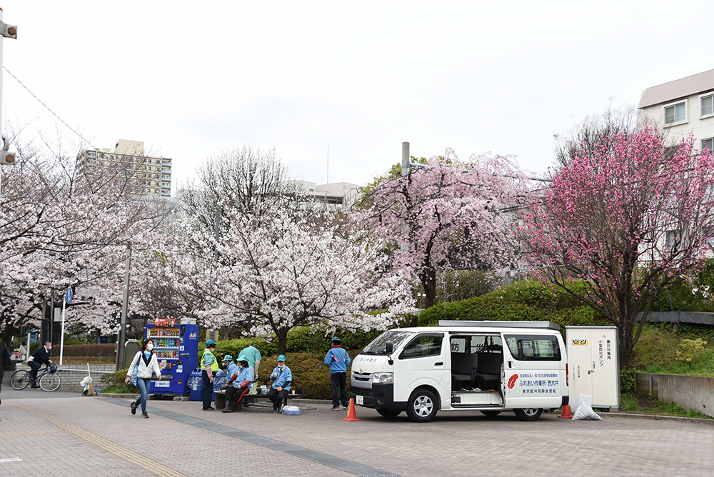 北側の桜