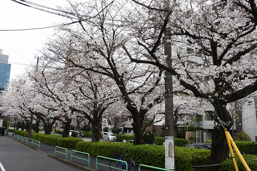 公園から桜新道への道