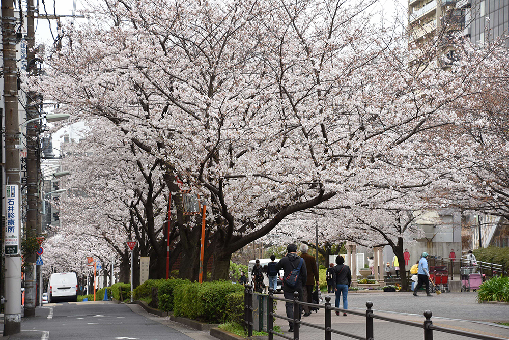 桜並木