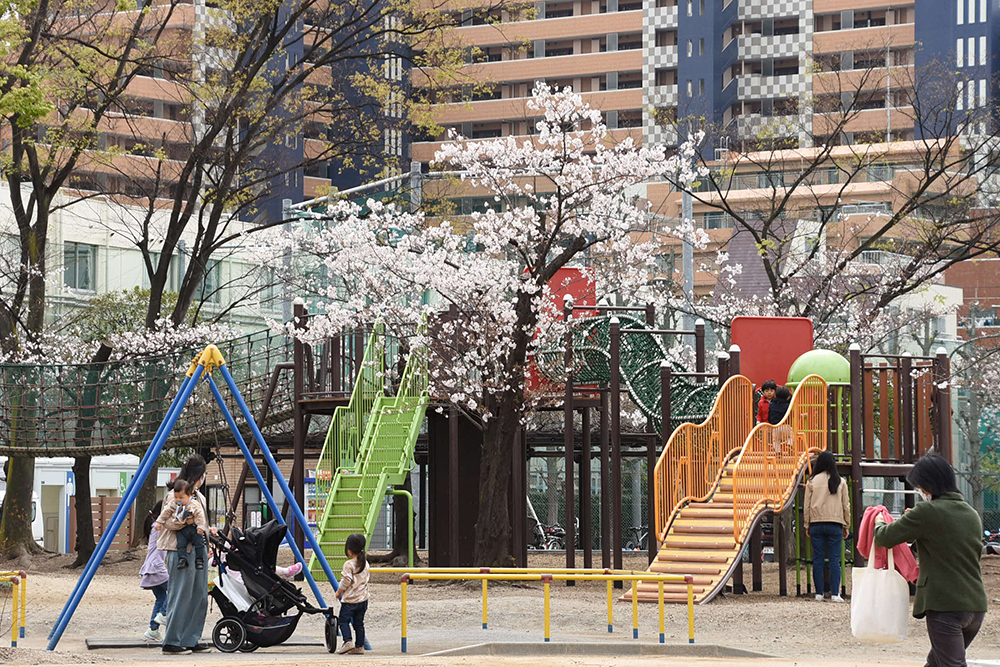 遊具と桜