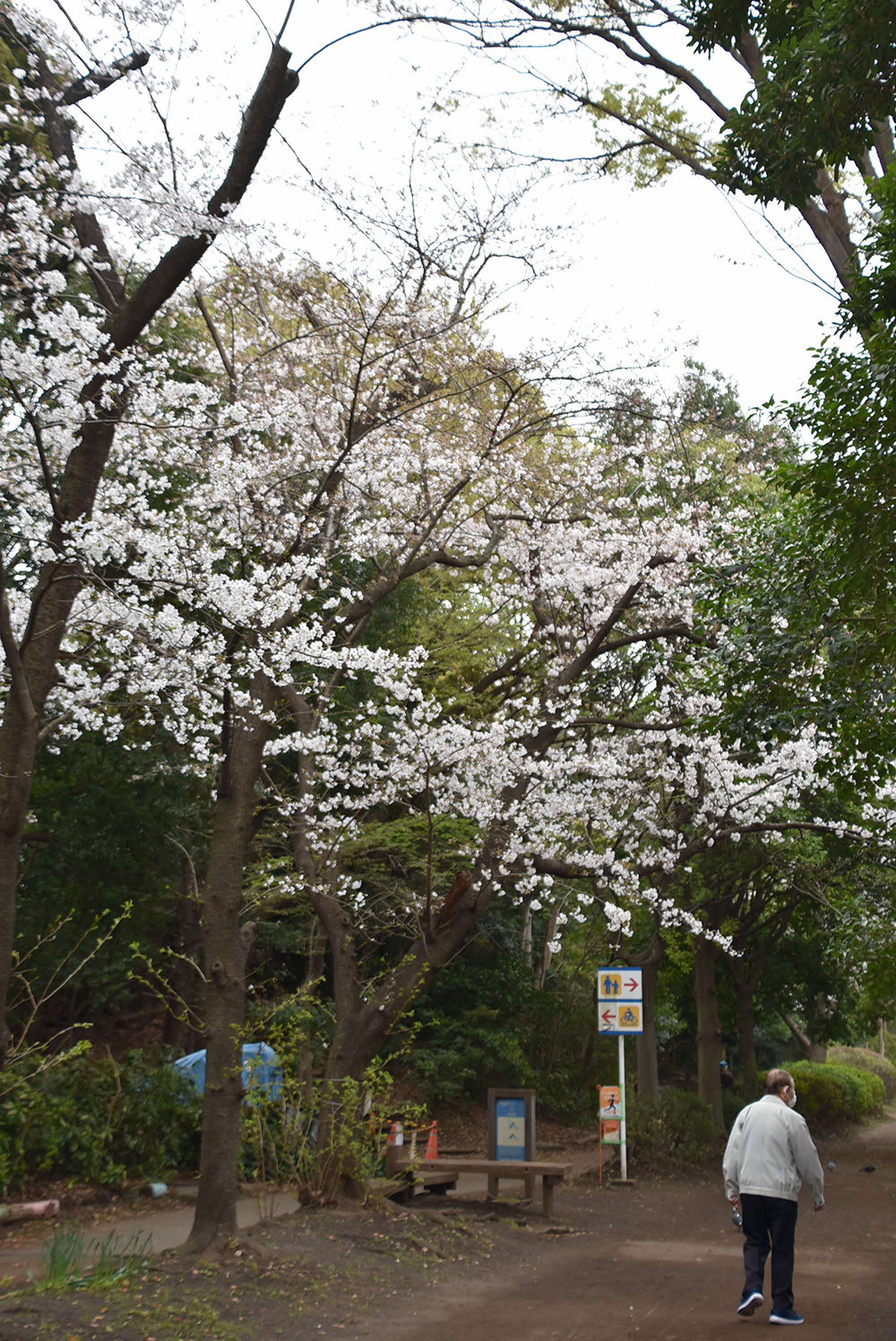 遊歩道沿いの桜