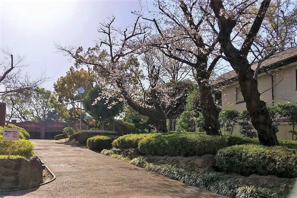 大森遺跡庭園の桜