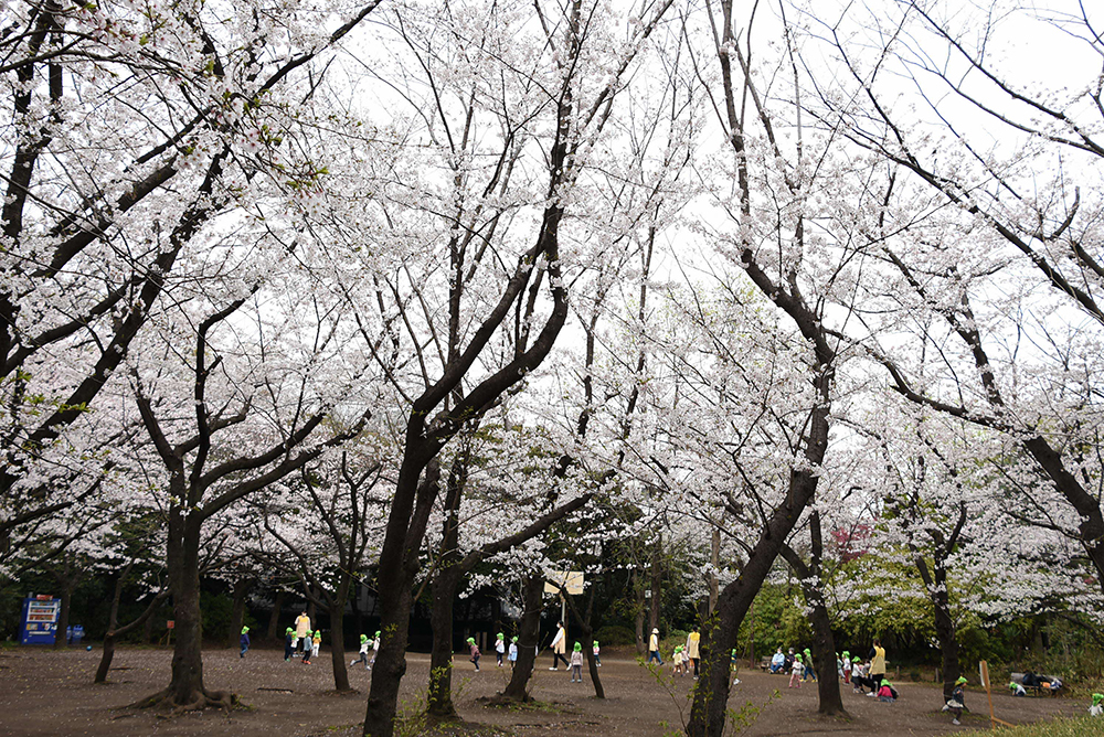 桜の広場