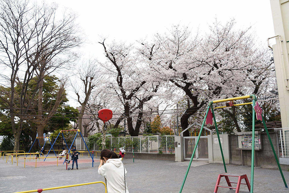 桜の木の前の遊具で遊ぶ子どもたち