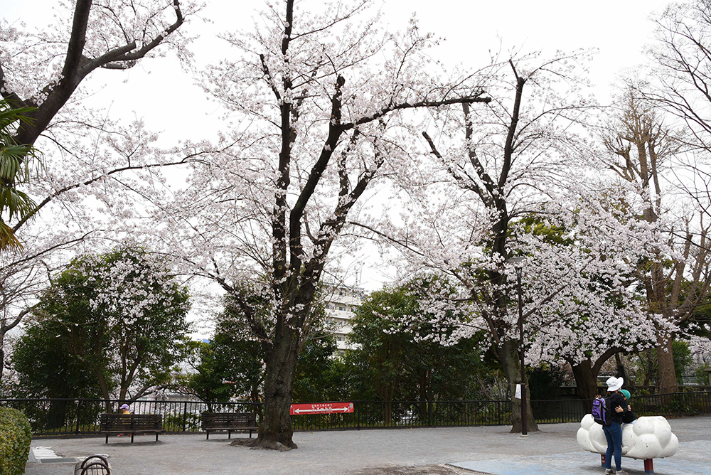 公園奥の桜