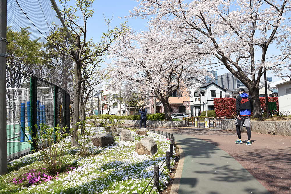 トラックの周囲に植えられた桜の木