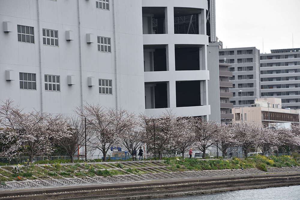 東側の桜