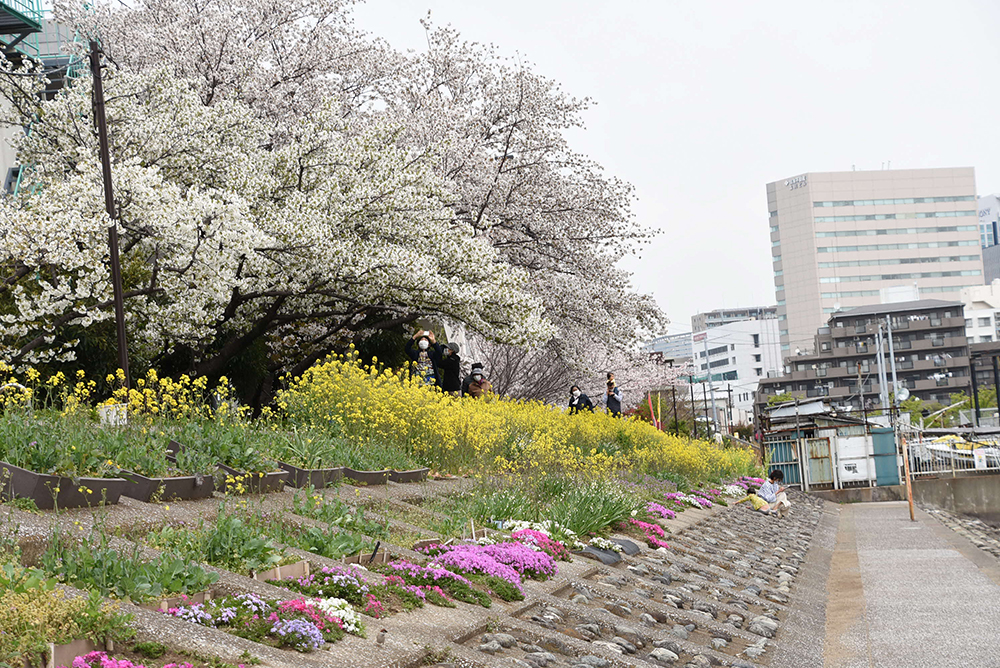 桜と菜の花と芝桜