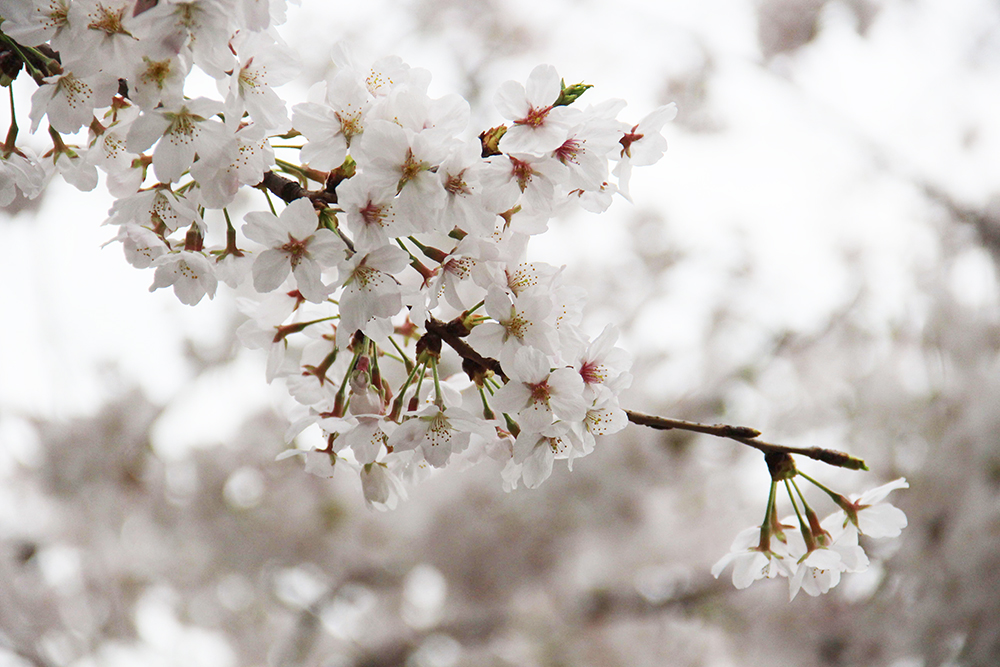 荏原南公園の桜