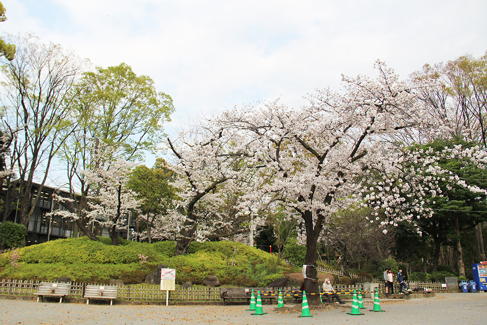 戸越公園の桜