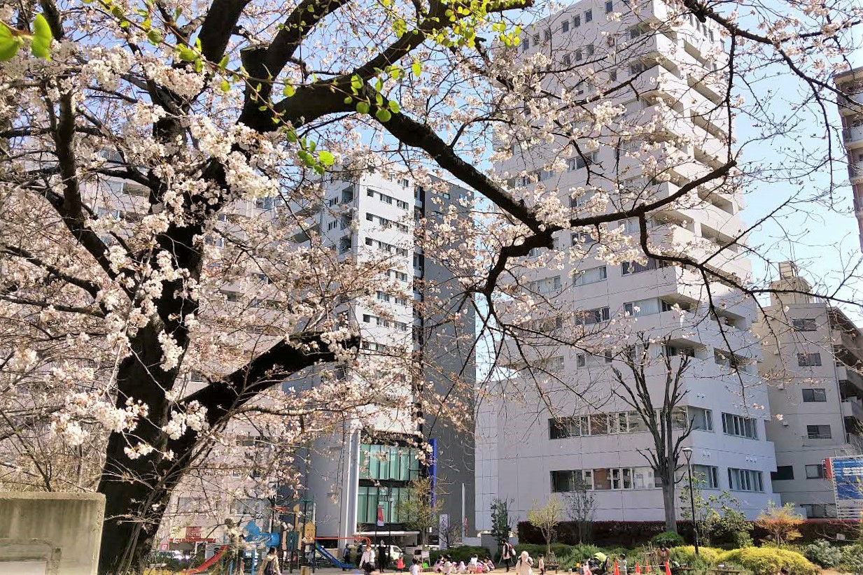 スクエア荏原の桜