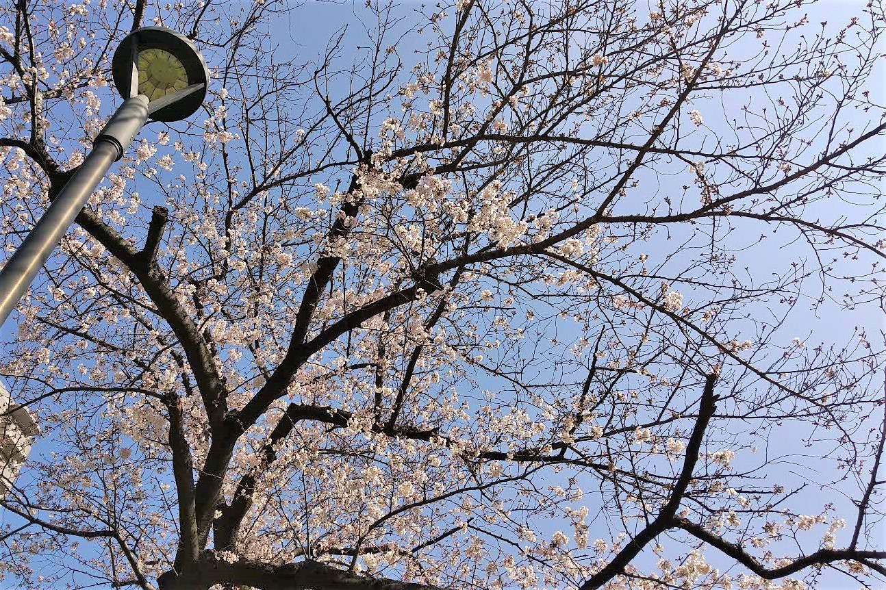 街路灯と桜の木