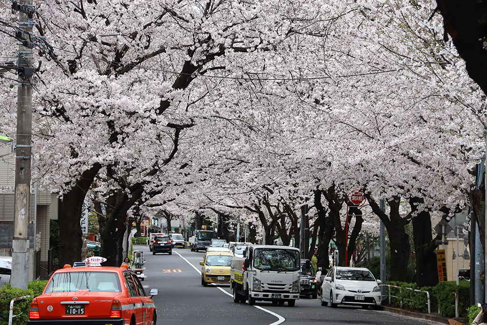 桜のトンネル