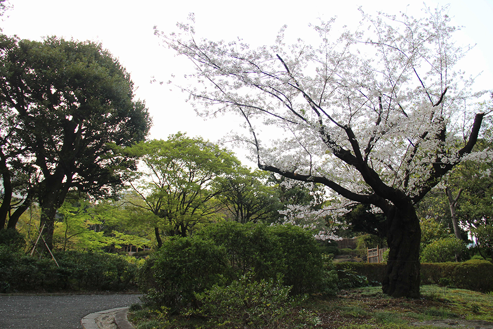 池田山公園