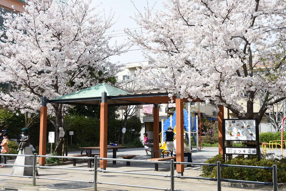 三木公園の桜