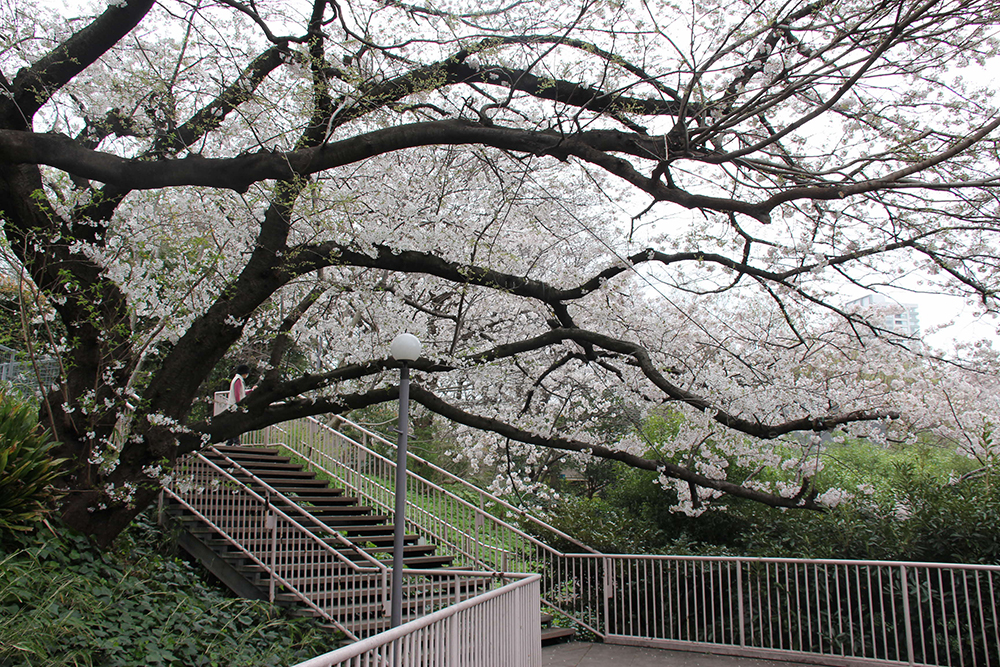 御殿山坂上の公園入口