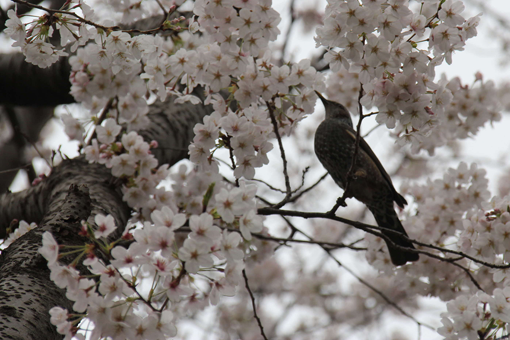 桜の枝にとまるムクドリ