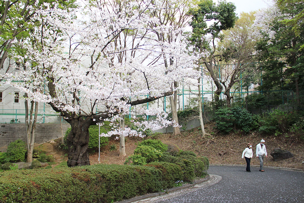 池田山公園